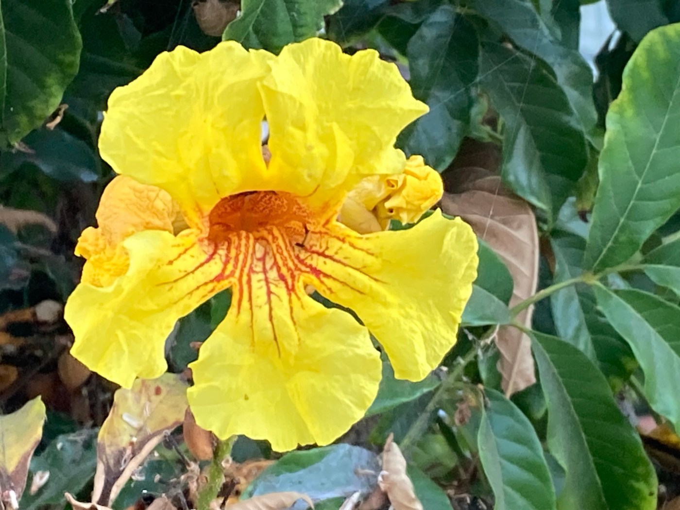 Finding a Southern California plant that’s not in the ‘Sunset Western Garden Book’ 1 OCR L HG SISKIN COL 0914 01 lnTkgH