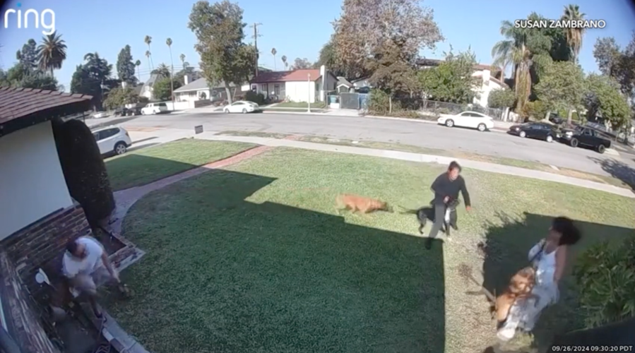 Pomona pit bull problems 1 c0ZBFF