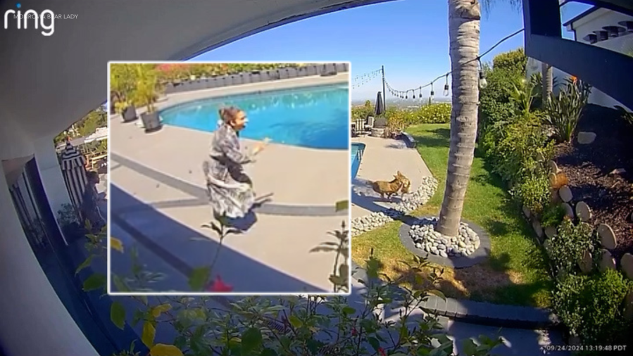 Tommy Lee's wife, comedian Brittany Furlan, rescues dog from coyote attack 1 coyote attack 804GMQ