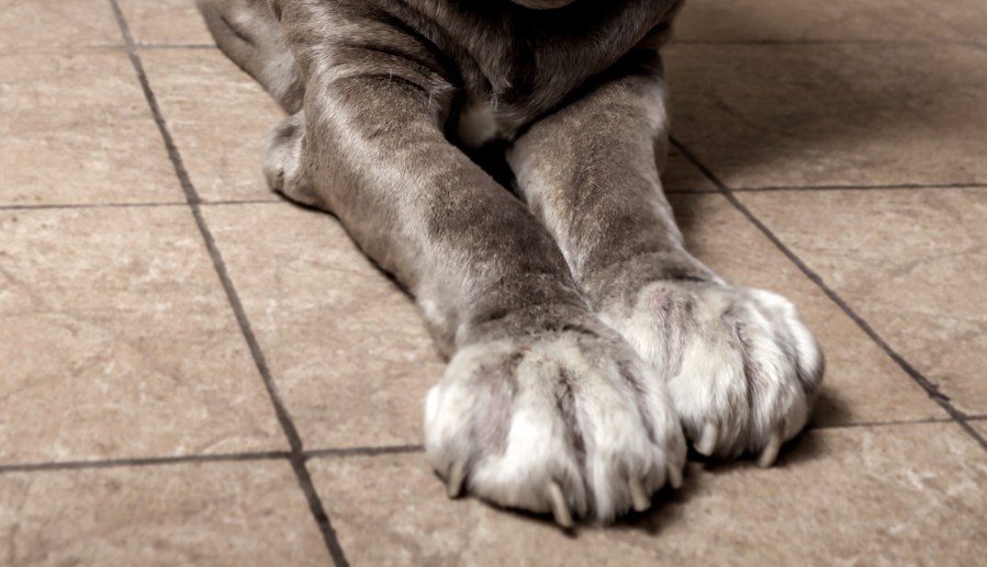 dog paws KRsydI