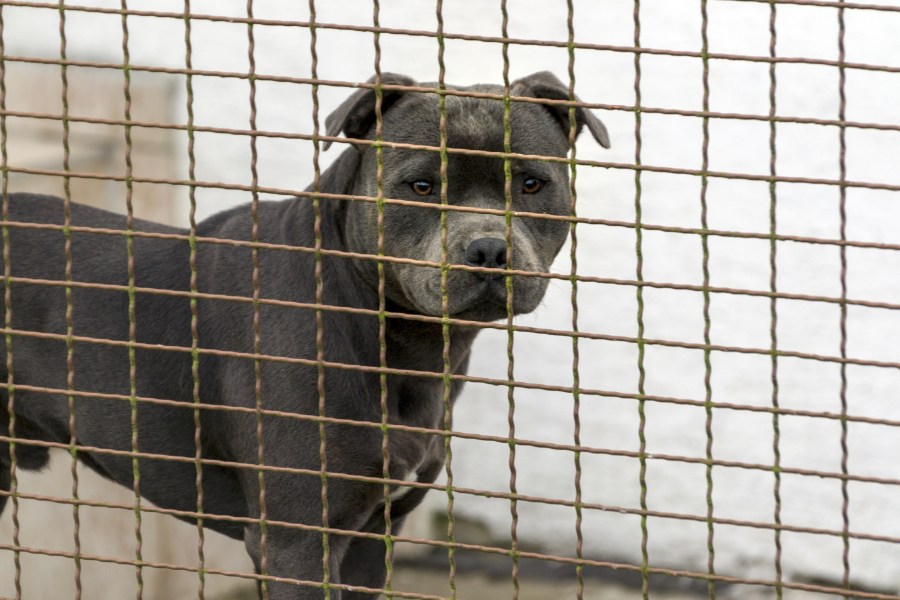 California girl, 4, killed by family's pit bull 1 pit bulls gru4J6