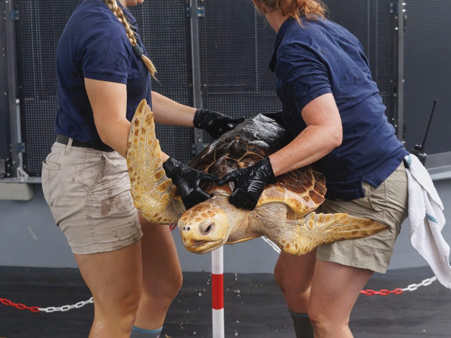 20241016 turtleRelease IMG 1666 d23cac e1729127869592 yDDmFG