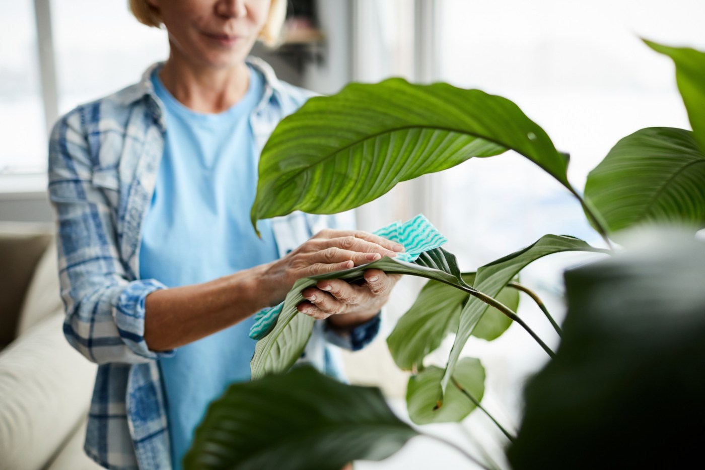 Tips to keep your indoor house plants clean and healthy 1 GettyImages 1139901576 Mwo20O