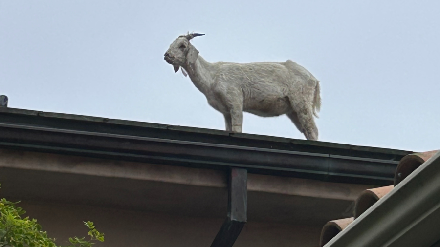 Goat takes lunch break on roof of 4-story home in Orange County 1 Laguna Beach goat wCq4jn