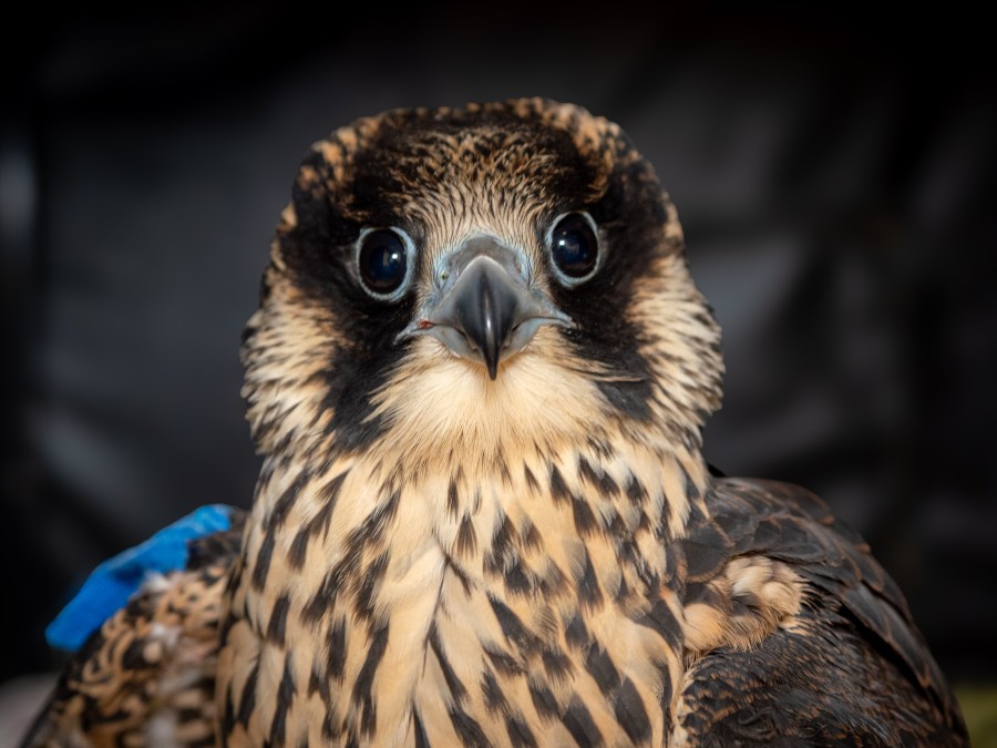 Nox 2 c Billy Thein California Raptor Center UC Davis vcviTQ