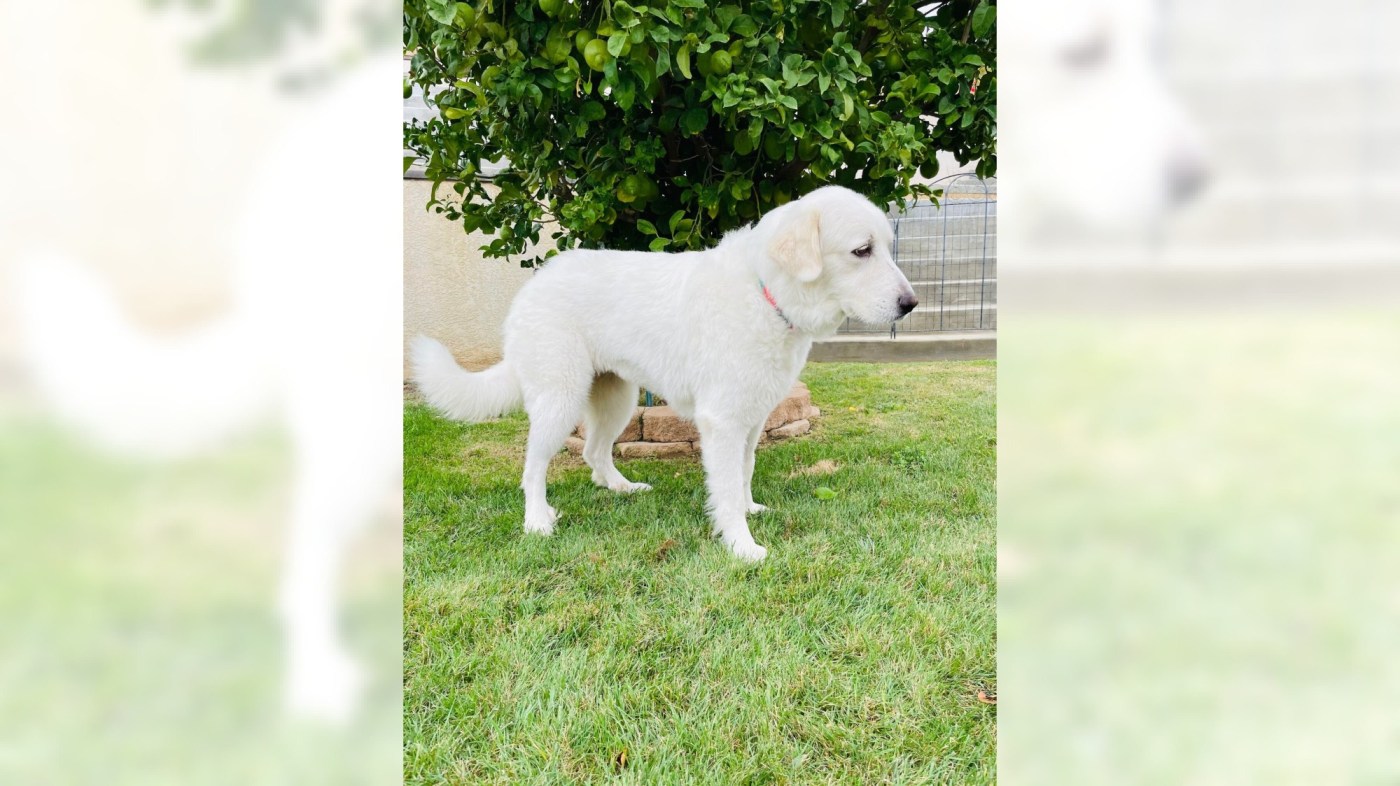 OCR L ADOPTCHLOE 100 16x9 1 lhRjNM