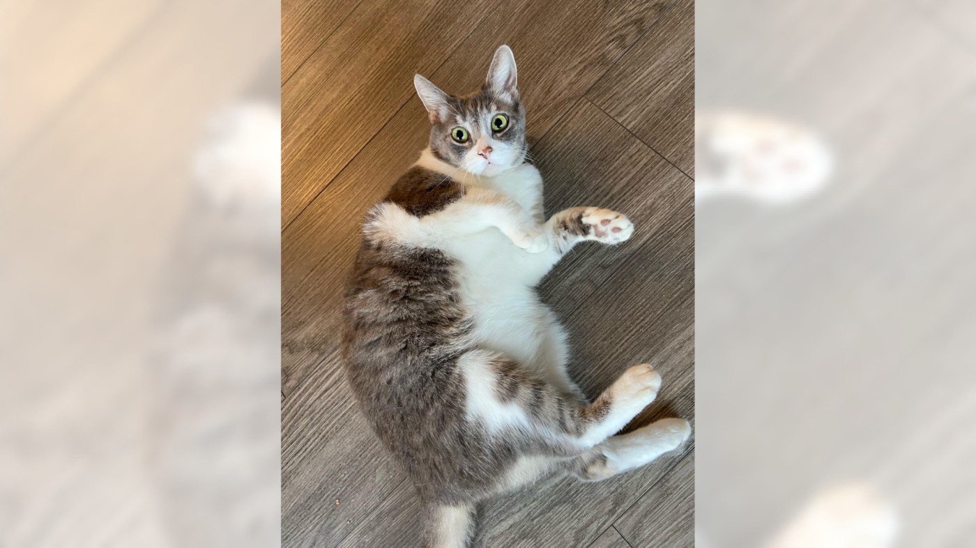 Tabby cat Kumura prefers the home life, can she join yours? 1 OCR L ADOPTKUMURA 10 16x9 1 FEg15q