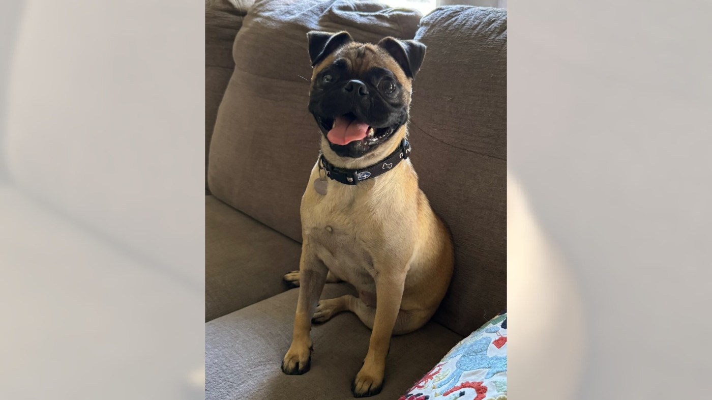 Pug mix Patsy is full of play, loves kids 1 OCR L ADOPTPATSY 102 16x9 1 MNQfld