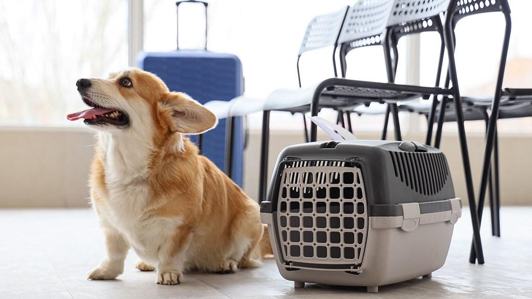 Travel easily with these top TSA-approved pet carriers 1 best tsa approved carrier q5uRbc