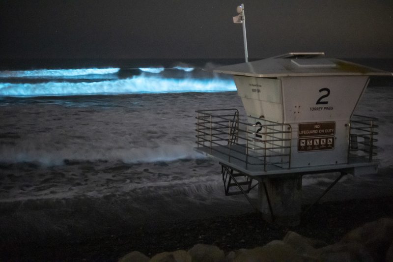 Beach stench tied to bioluminescent waves: LAT 6 photo 1 e1707940469694 J5Eid1