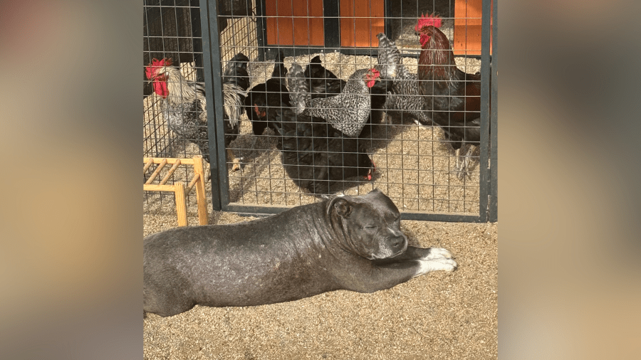 Family’s dog still missing after losing home to Mountain Fire 3 Copy of Generic background 5 2 HRFjE1