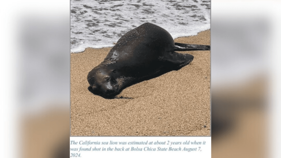 $20,000 reward offered for information on suspect who fatally shot sea lion in Southern California 2 Copy of Generic background 59 GYKCy6