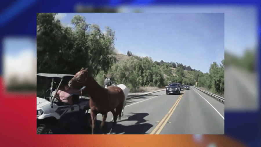 Humans scramble to evacuate horses in path of Mountain Fire 2 Copy of mug or photo crop 2024 11 06T133614.265 a9tTu6
