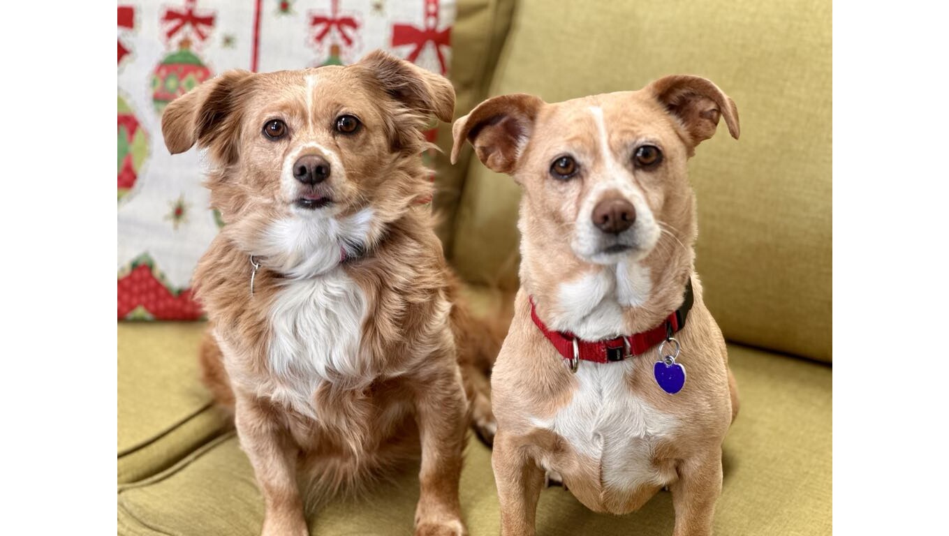 OCR L ADOPTPUPS 1124 16x9 1 Js3ddb