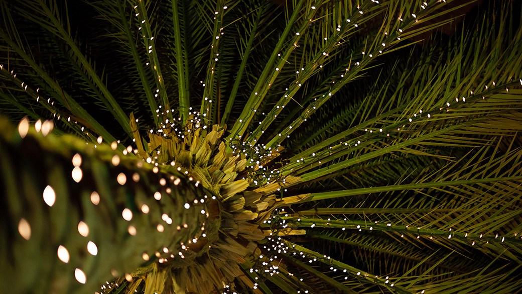 Add a tropical twist with the best Christmas palm trees 4 best christmas palm tree RZON0D