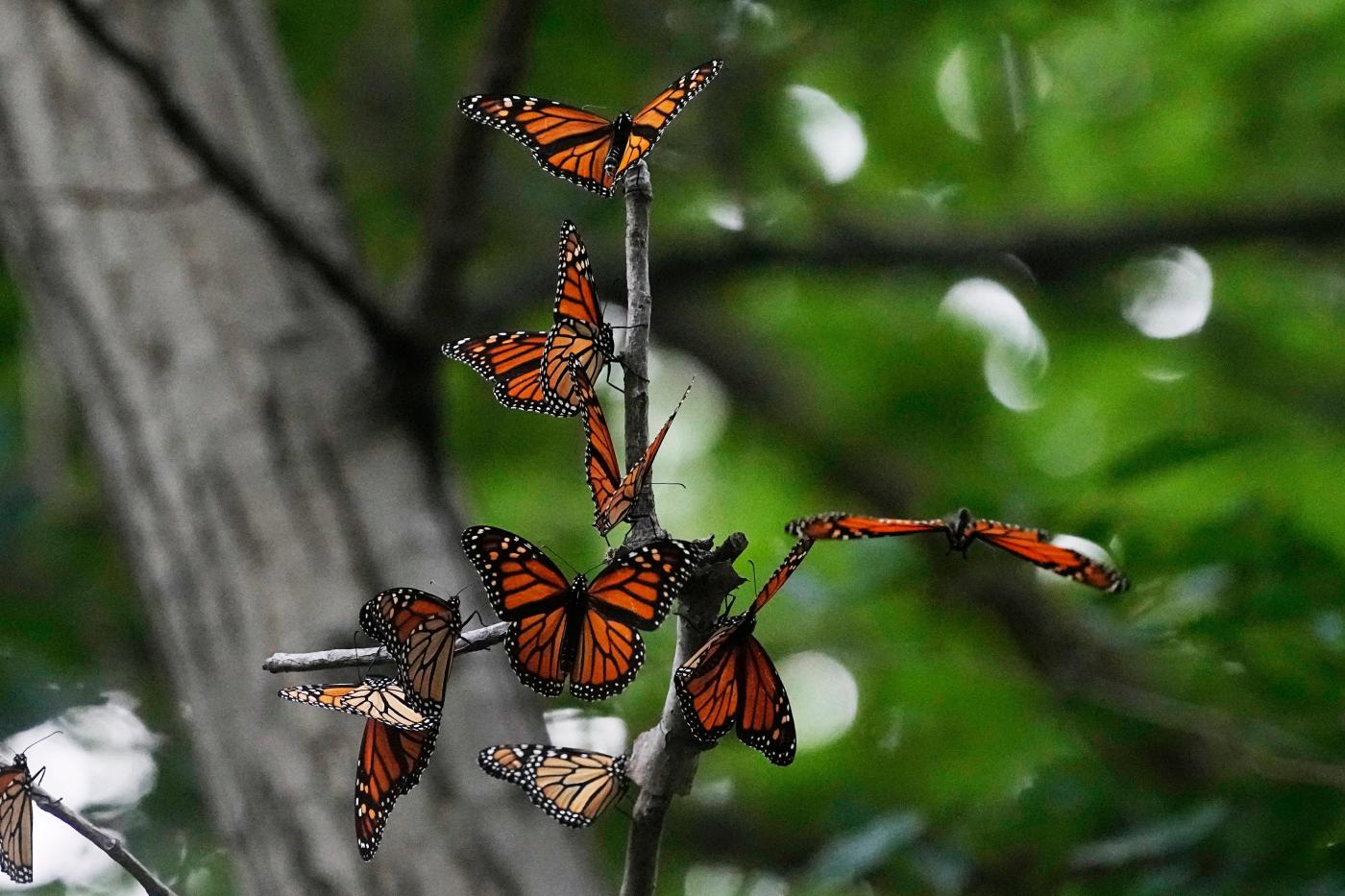 Monarch butterflies to be listed as a threatened species in US 1 Endangered Monarch Butterflies 85842 9fP8jE
