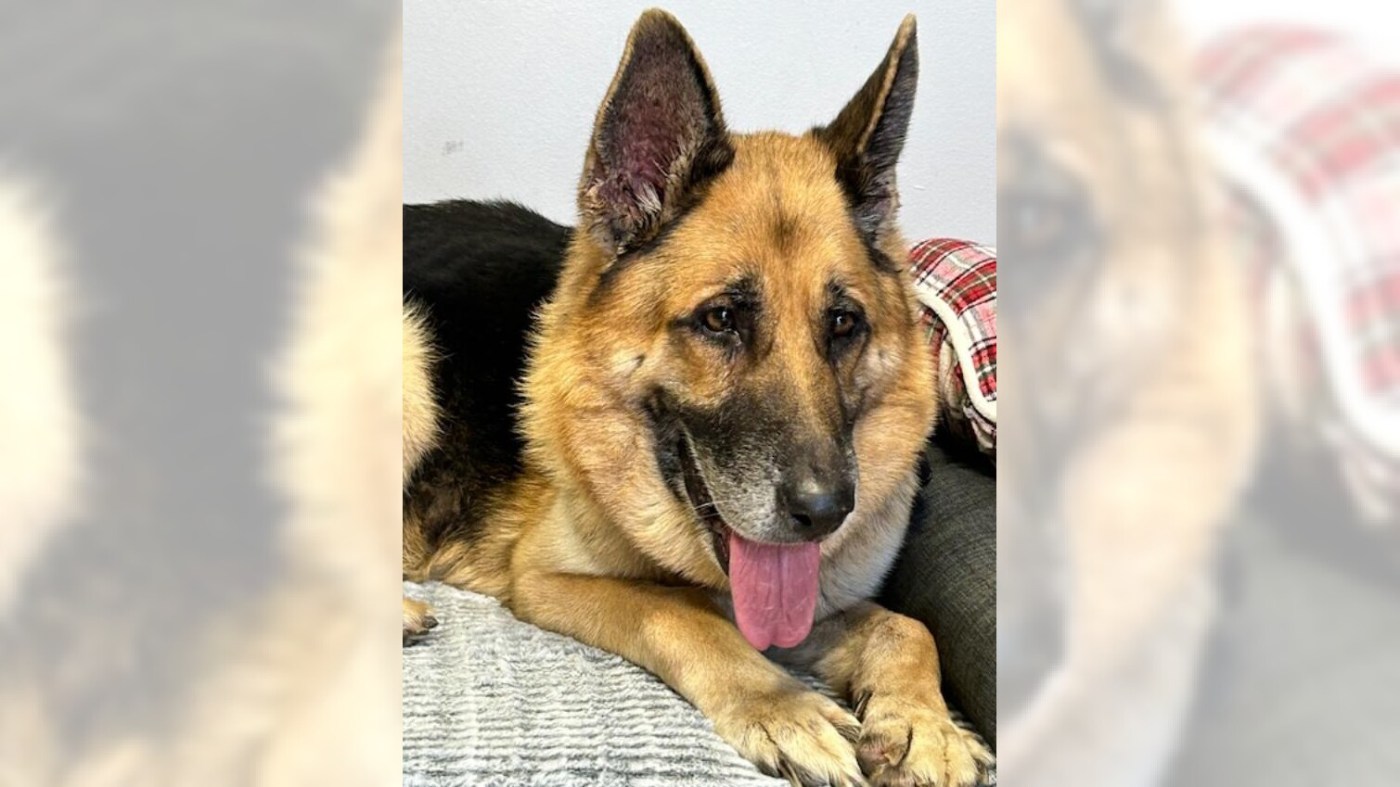 German shepherd Argon is ready to settle in a home 1 OCR L ADOPTARGON 120 16x9 1 jMCopv