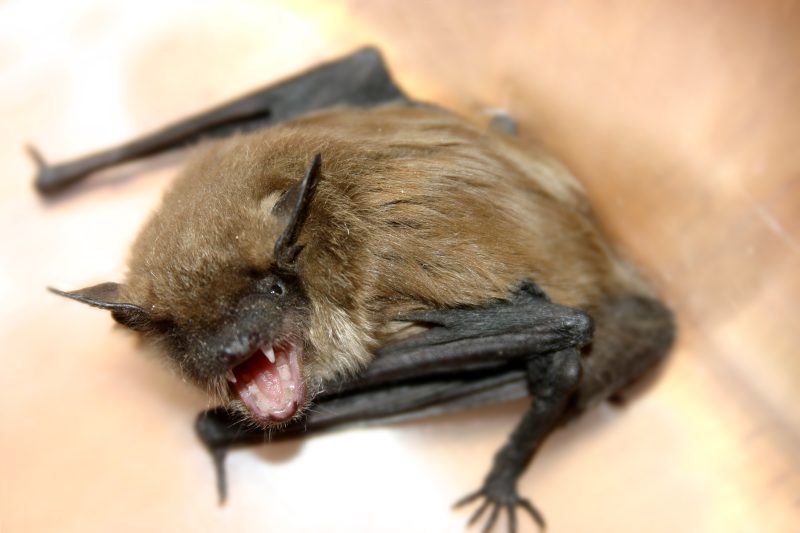 RabiesbatGettyImages 139679464 e1733342591698