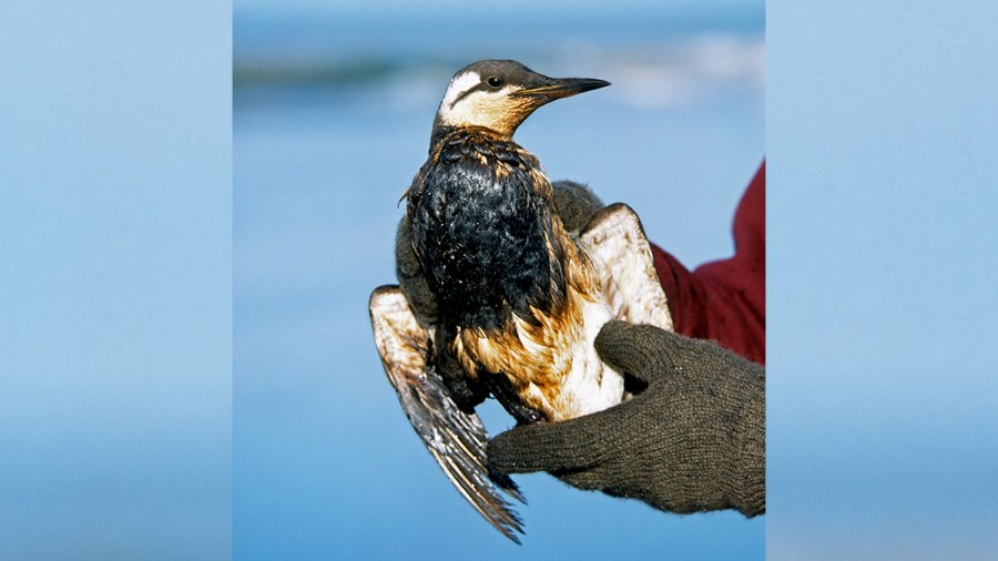 Sick, oiled seabird recovering after North Bay beach rescue 2 GettyImages 539260014 featured HhZHeL