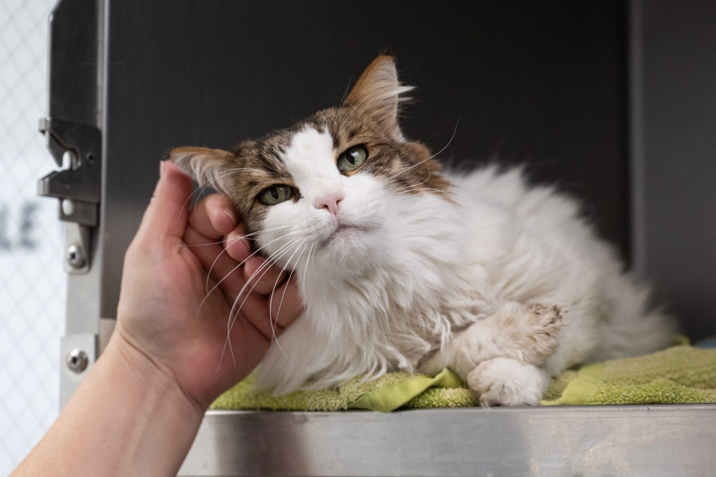 LDN SPCA PETS DK 04 1 vaLNmY