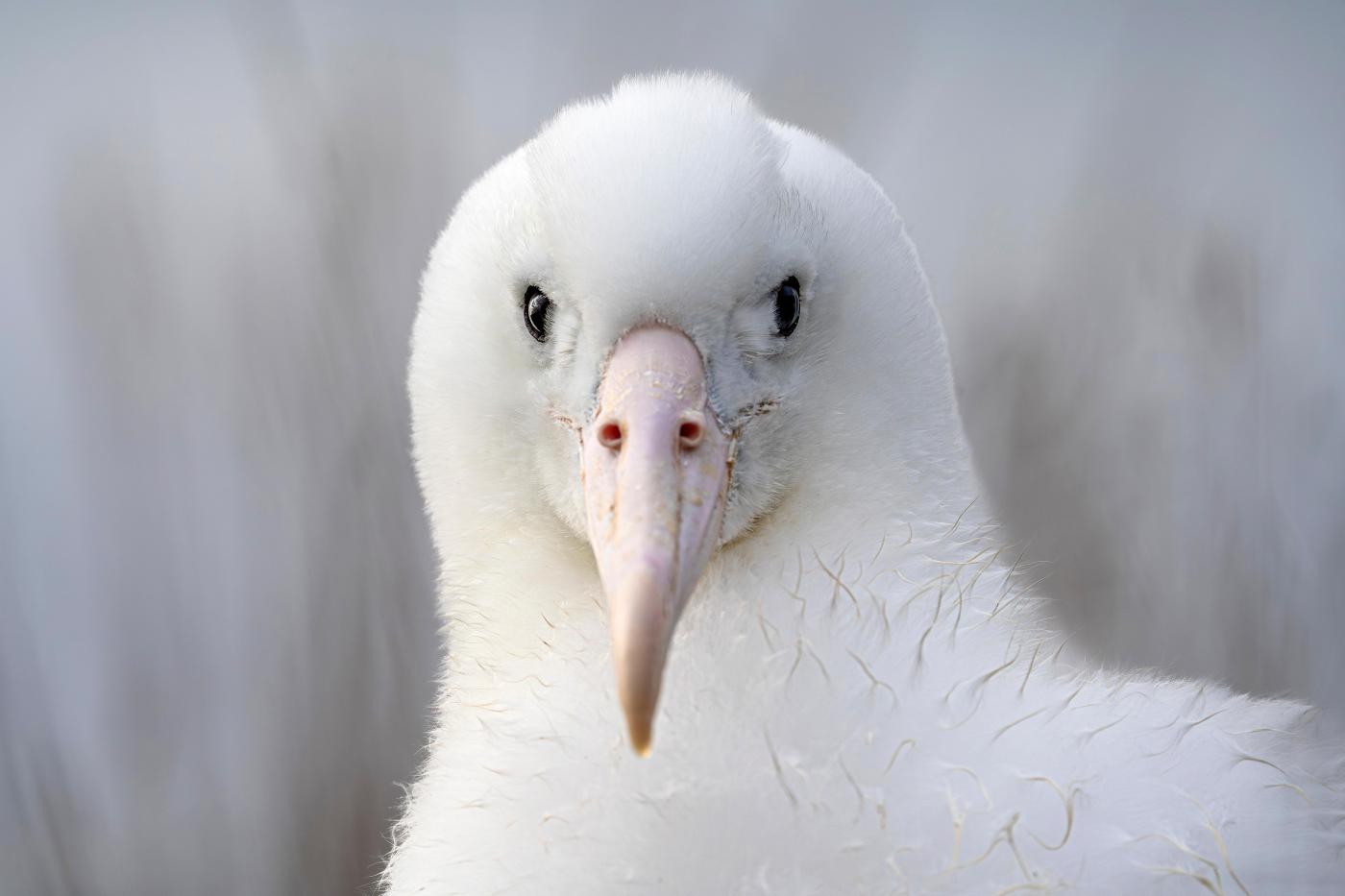 An albatross couple shares egg duty in this captivating low-drama reality show 1 New Zealand Royal Albatross 30912