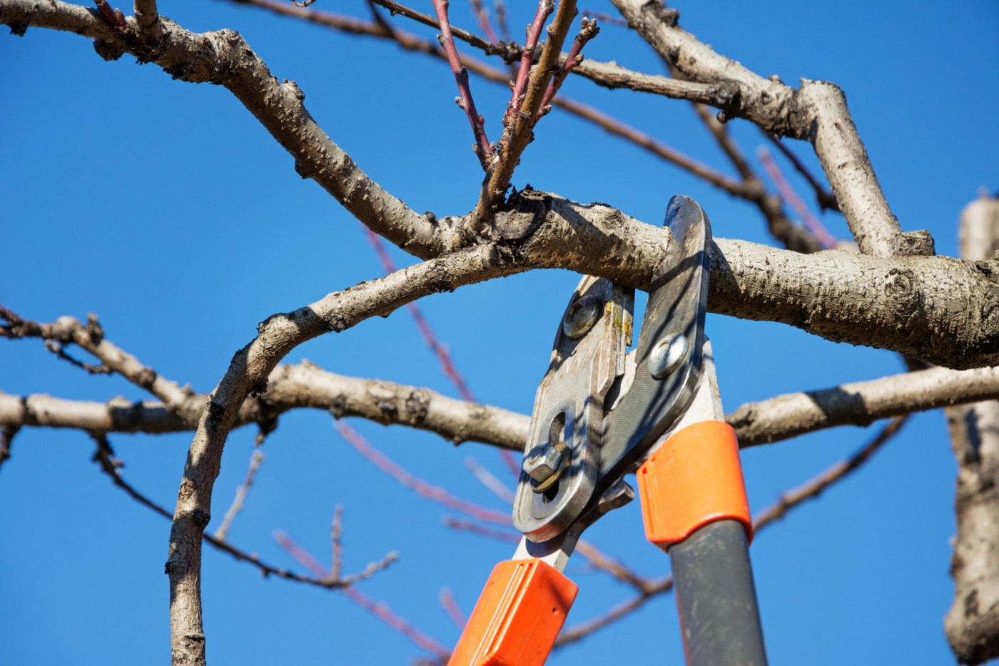 Worried about wildfire? These gardening tasks may help prepare your home for fire season 1 OCR L PRUNING 1113 02