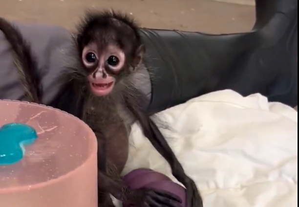 Oakland Zoo gives update on rescued baby monkey 2 baby monkey oakland zoo2 Pt68TL