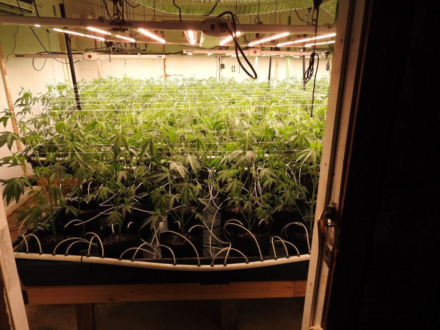 calaveras county sheriff grow operation bust 1 rSKNOH
