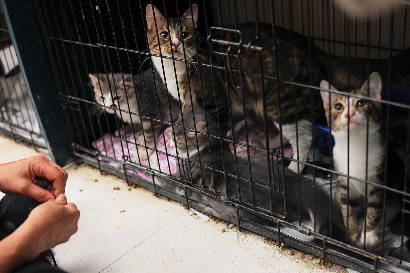 House cats with bird flu could pose a risk to public health 1 202502120400MCT PHOTO US NEWS HEALTH BIRDFLU CATS GET 3wKeXI