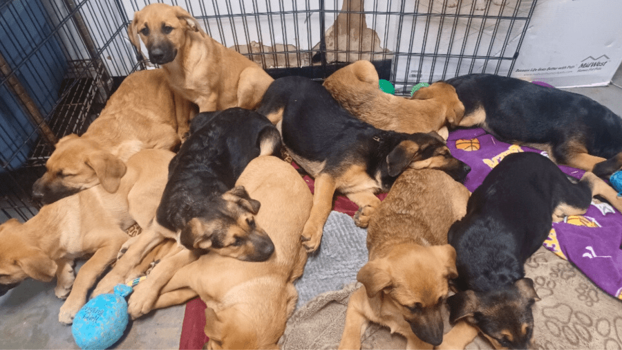 No-kill shelter ends relations with Southern California city, will no longer take in animals 1 Copy of mug or photo bkg 7 KLNMNh