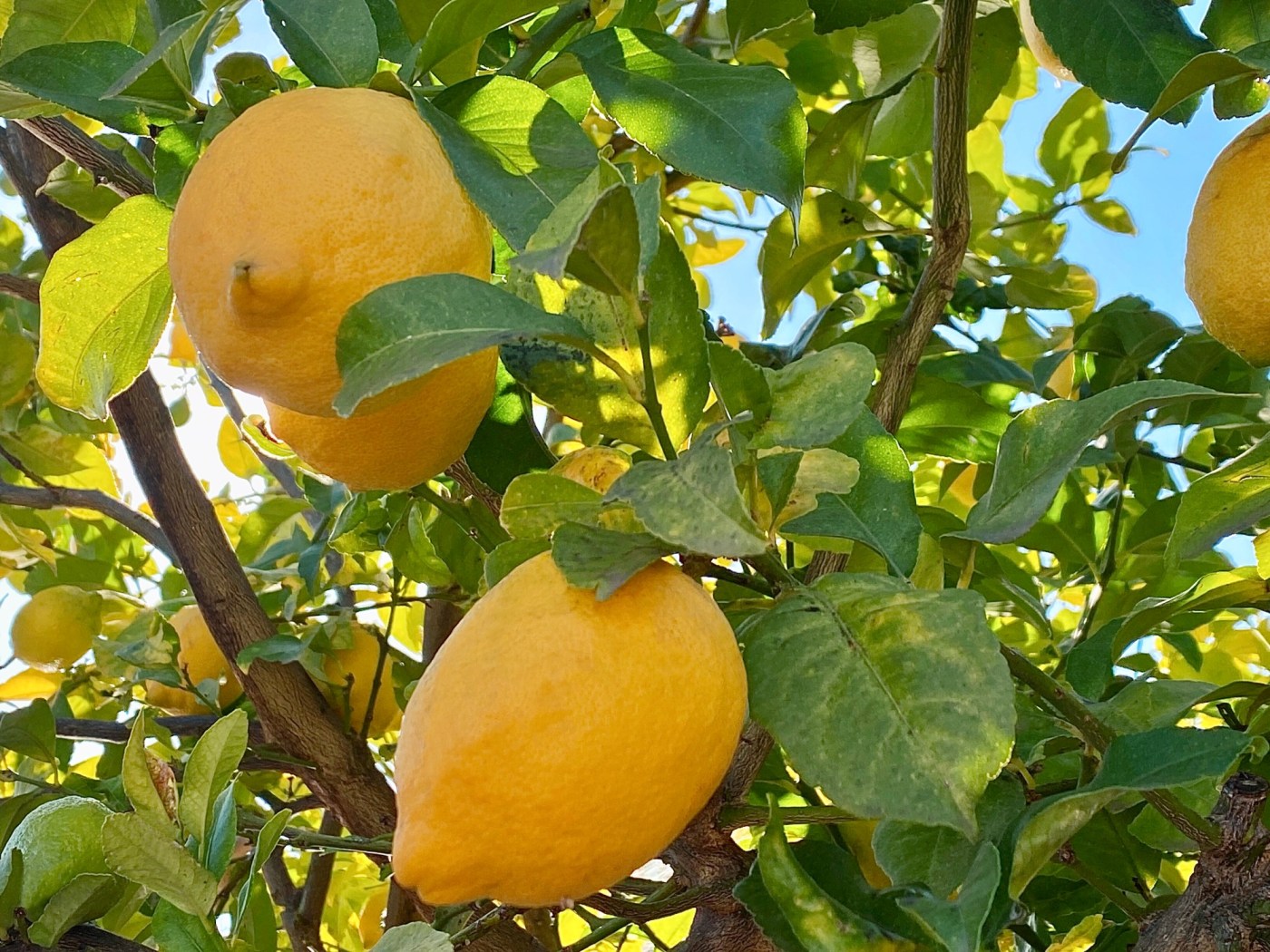 How to keep your citrus trees healthy and well-fertilized 1 GettyImages 2193117660 SsAOiV