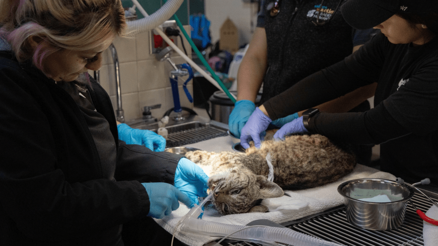 Pasadena bobcat OEEDLm