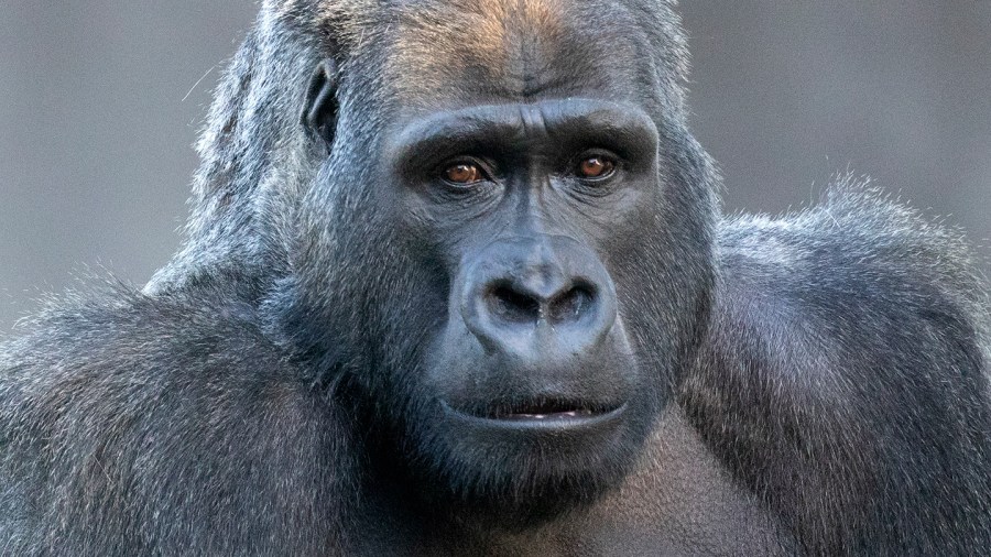 SF Zoo 'heartbroken' over sudden passing of silverback gorilla 6 SF Zoo OscarJonesy by MarianneHale featured zcKFID