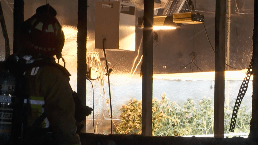 Marijuana operation discovered during Historic South L.A. firefight 2 South LA grow fire g7d3Dr