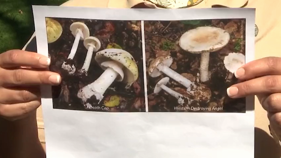 Toxic mushrooms popping up in East Bay Parks: 'You do not want to eat it' 2 Untitled 32 ClF0OH