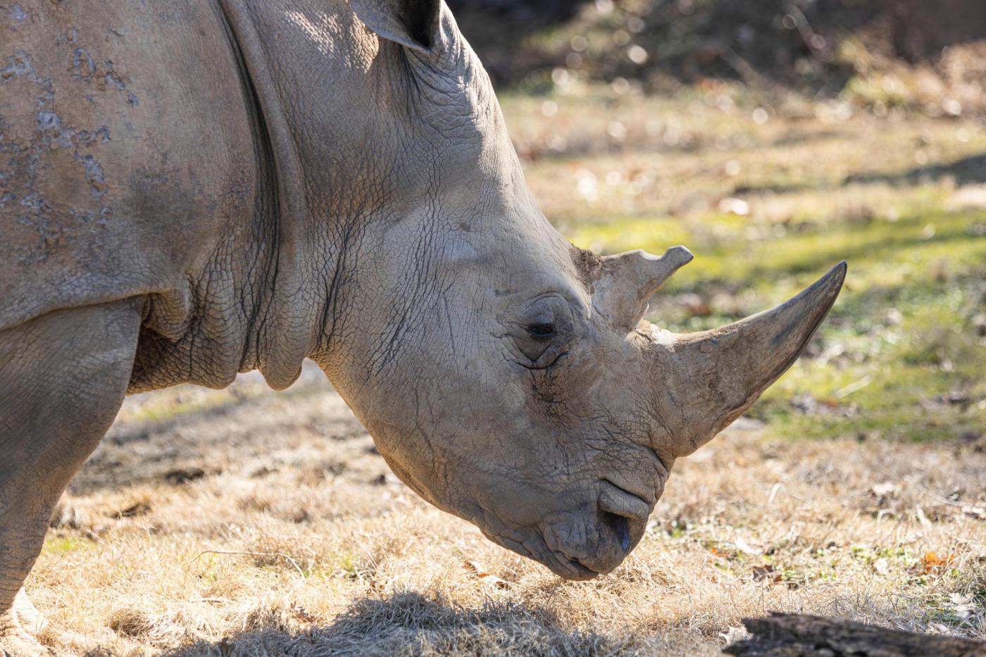 Dolly, the oldest rhino in the US, has died at a Tennessee zoo at age 56 1 White Rhino Death 53989 IEH8tj