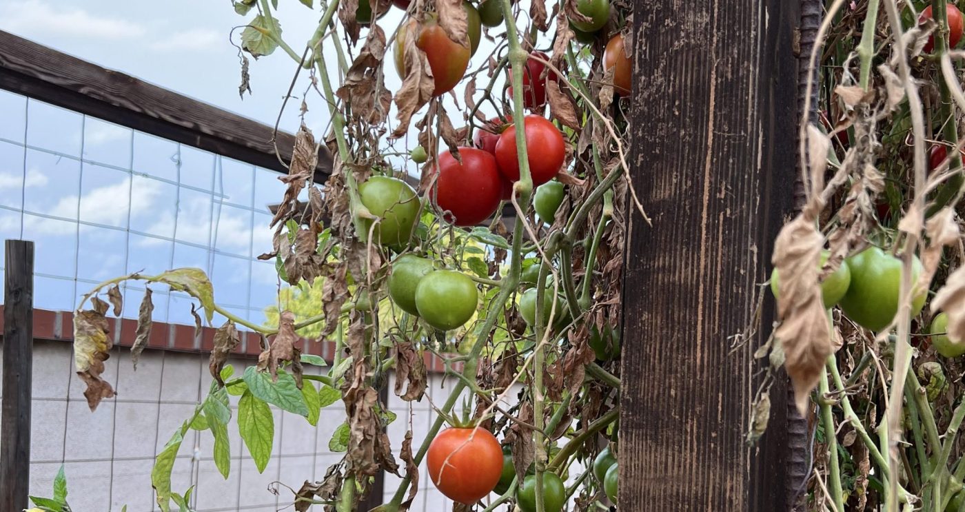 mastergardenertomatoes e1738604893433