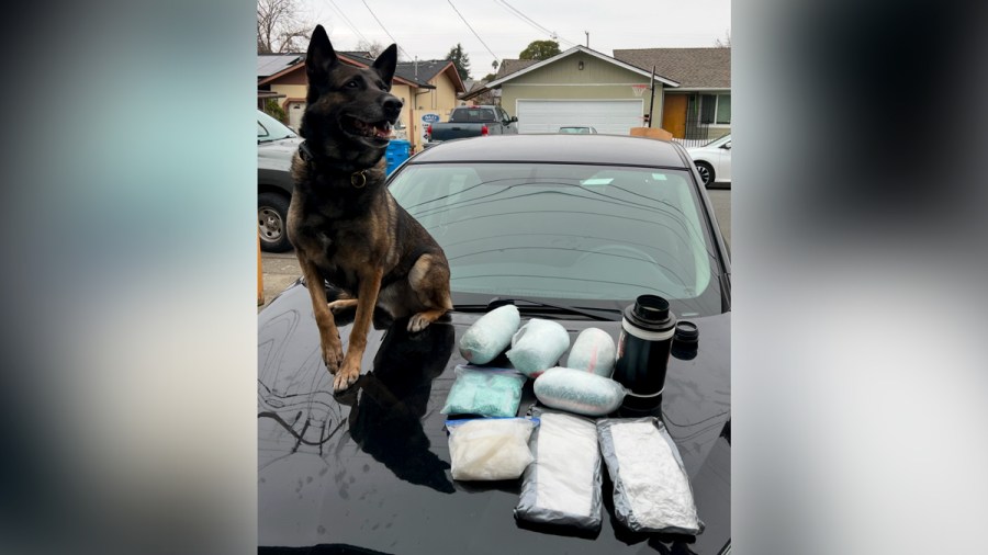 sonoma sheriff fentanyl bust k 9 featured ISbPTI