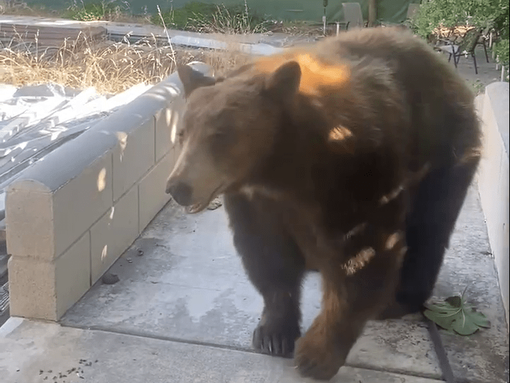 500-pound bear becomes unwanted tenant at Pasadena home 4 vlcsnap 2025 02 18 12h00m57s455 e1739909025484 fL2cTT