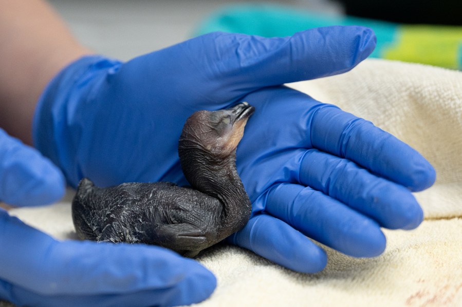 Cormorant in hand PC Ariana Gastelum HHEoYz