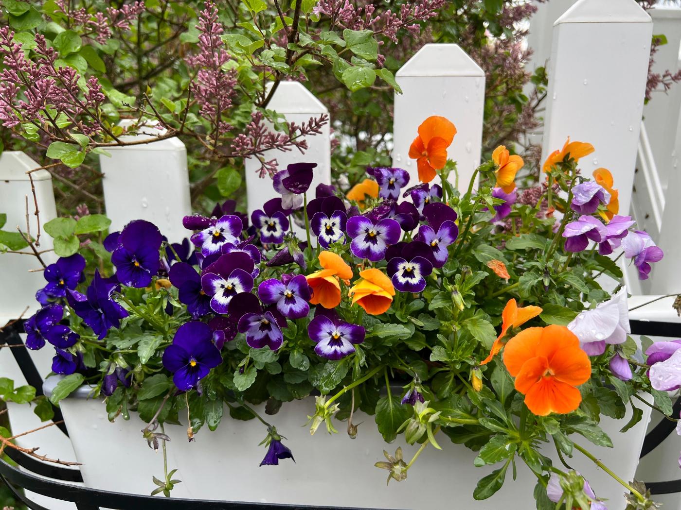 With spring’s arrival, there’s work to do in the garden. Here’s a checklist 1 Gardening Spring Checklist 37719 1 4FH4Tm