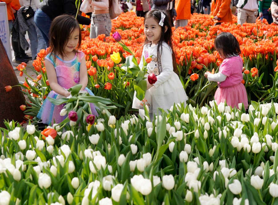 San Francisco Tulip Day returns this March with 80,000 flowers 4 GettyImages 2072602097 w7f8Um