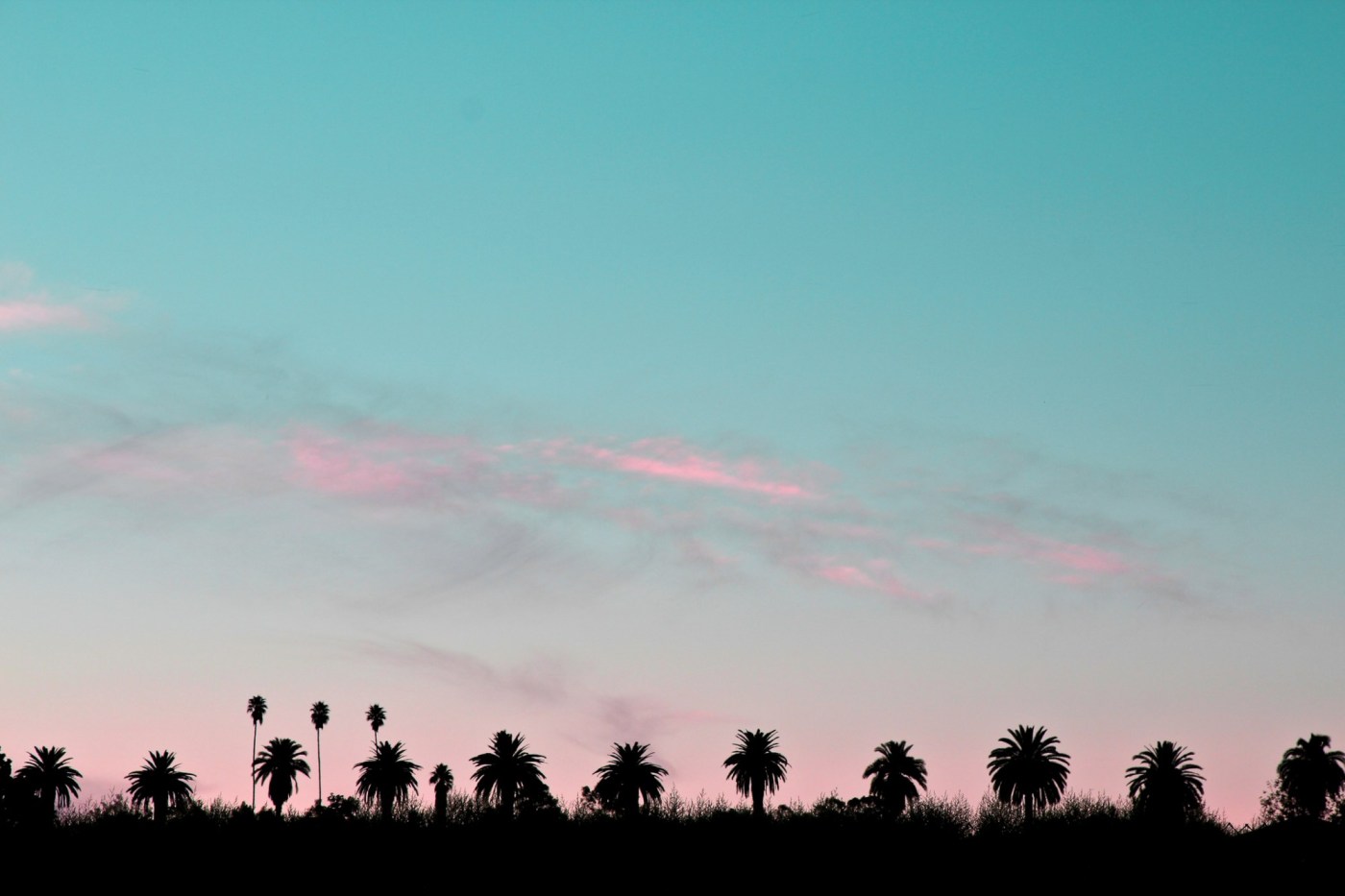 Replacing your palm tree with a drought-tolerant alternative? Consider these. 1 OCR L HG SISKIN COL 0308 01 93pAGk