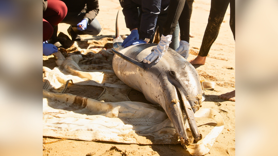 Algal bloom sickening marine mammals off Southern California 'will only get worse' 2 Sick marine mammals Zya8Su