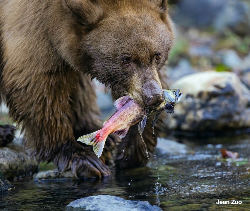 jean zuo 2024 california wildlife photo of the year winner O7V3ja