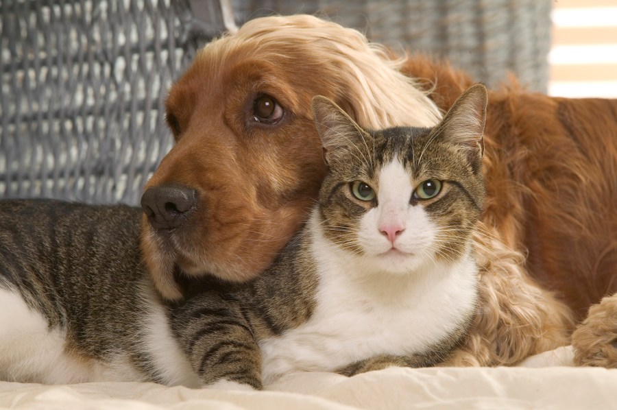 How to keep your pets safe and calm during Fourth of July fireworks 1 GettyImages 578258900 NfuXn3