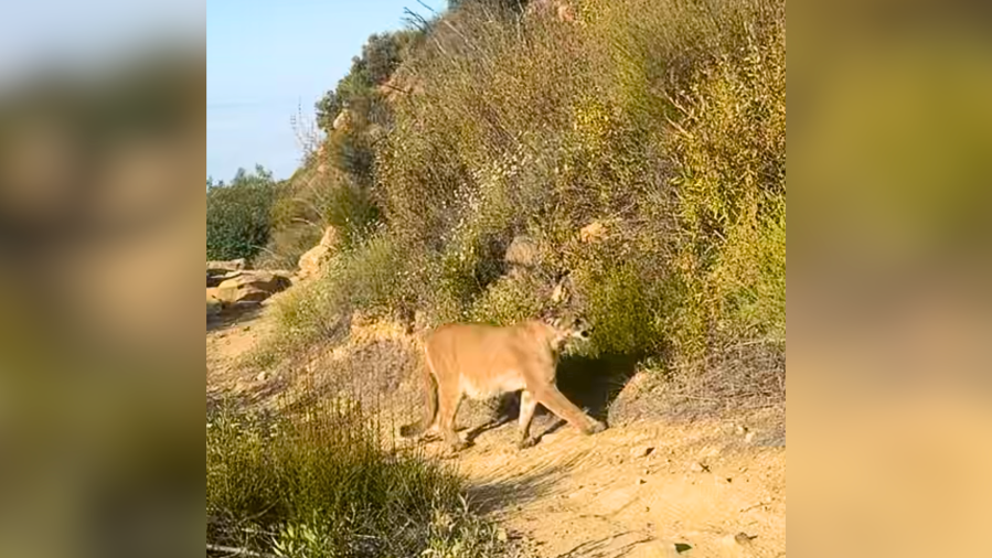 Ojai mountain lion OZDm4I