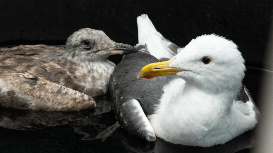 Southern California rescue agency overwhelmed by ‘unusual surge’ of sick, dying seagulls 5 Copy of mug or photo crop 2025 08 13T112939.420 Tz52l6