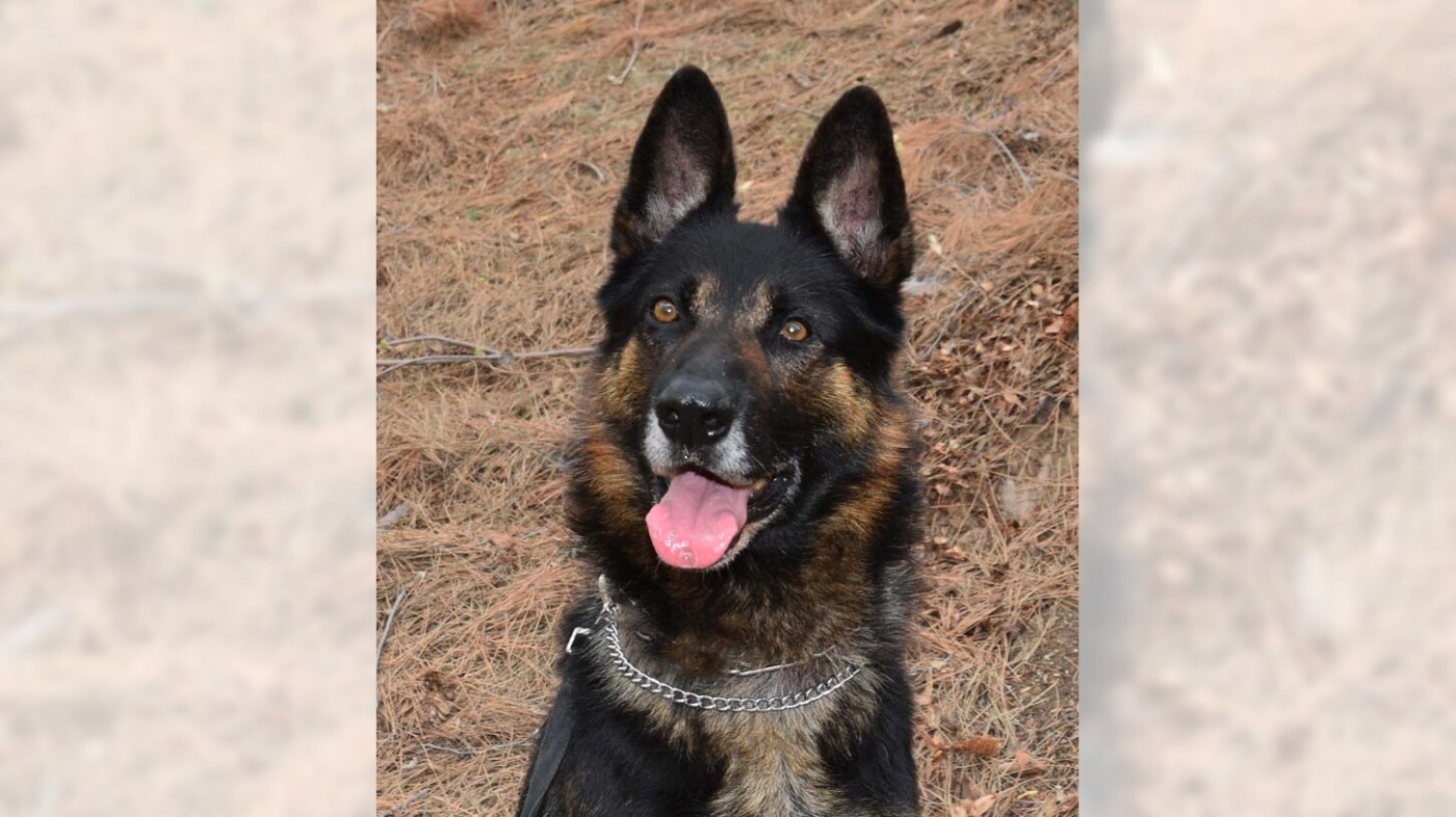 OCR L ADOPTDALLAS 11 16x9 1 hLXnIB