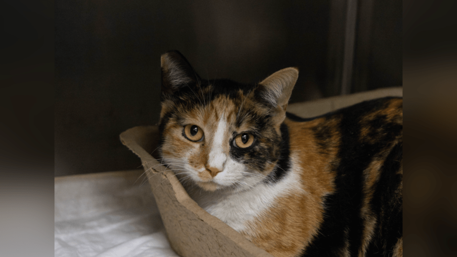 Glendale firefighters help rescue cat trapped in wall 1 3 194013 hPOOkS